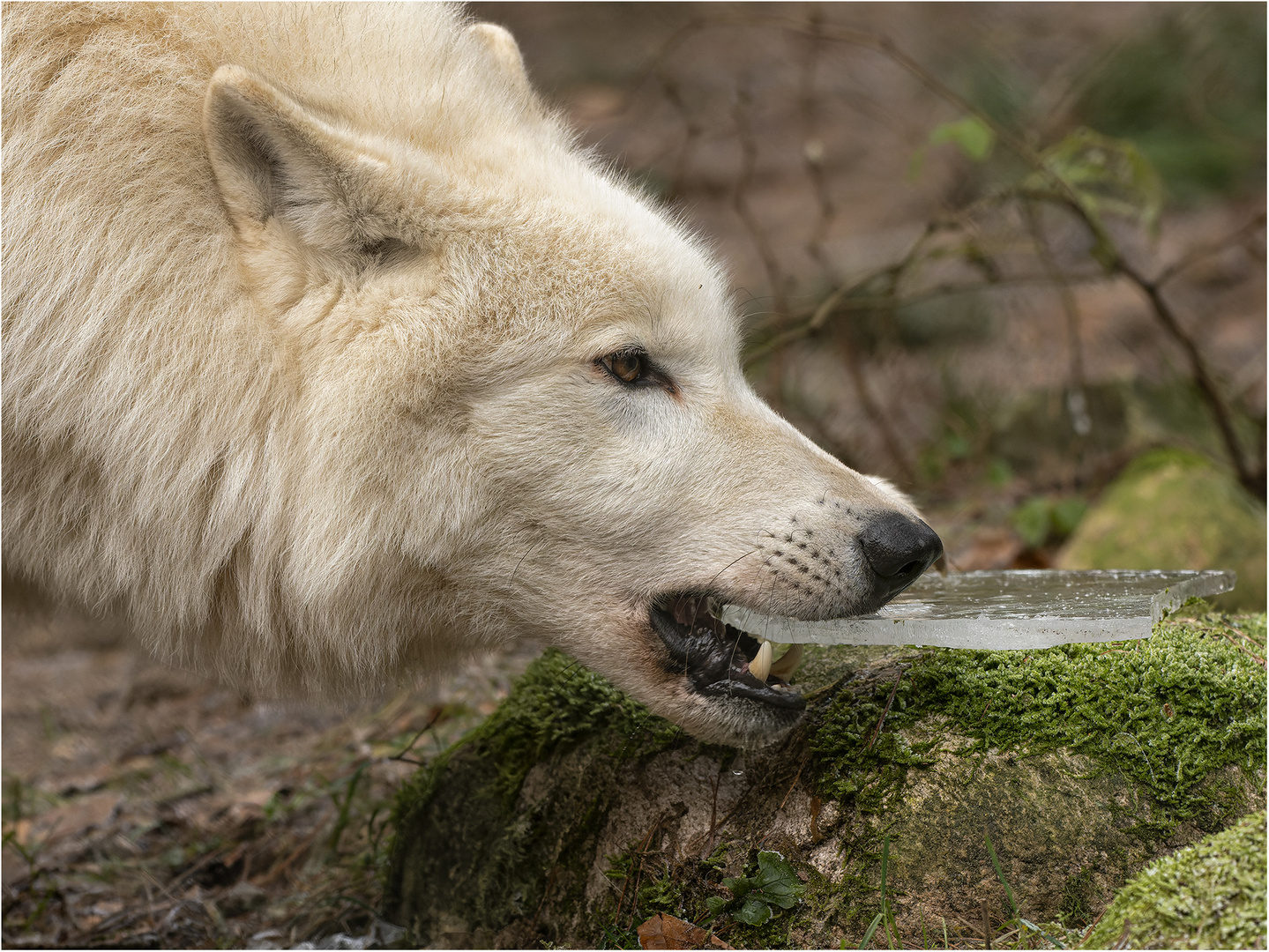 Polarwolf mit Eisscholle