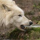 Polarwolf mit Eisscholle