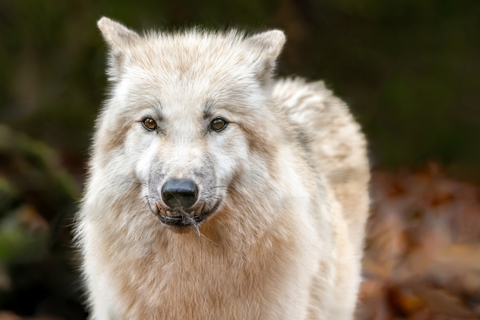 Polarwolf mit Feder im Maul