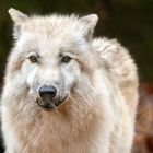 Polarwolf mit Feder im Maul