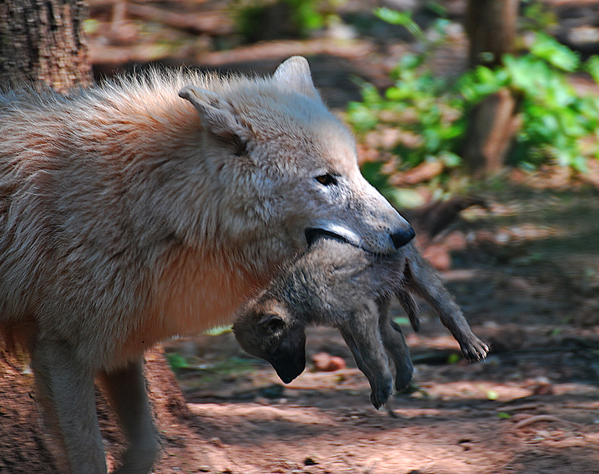 Polarwolf mit Wolfskind