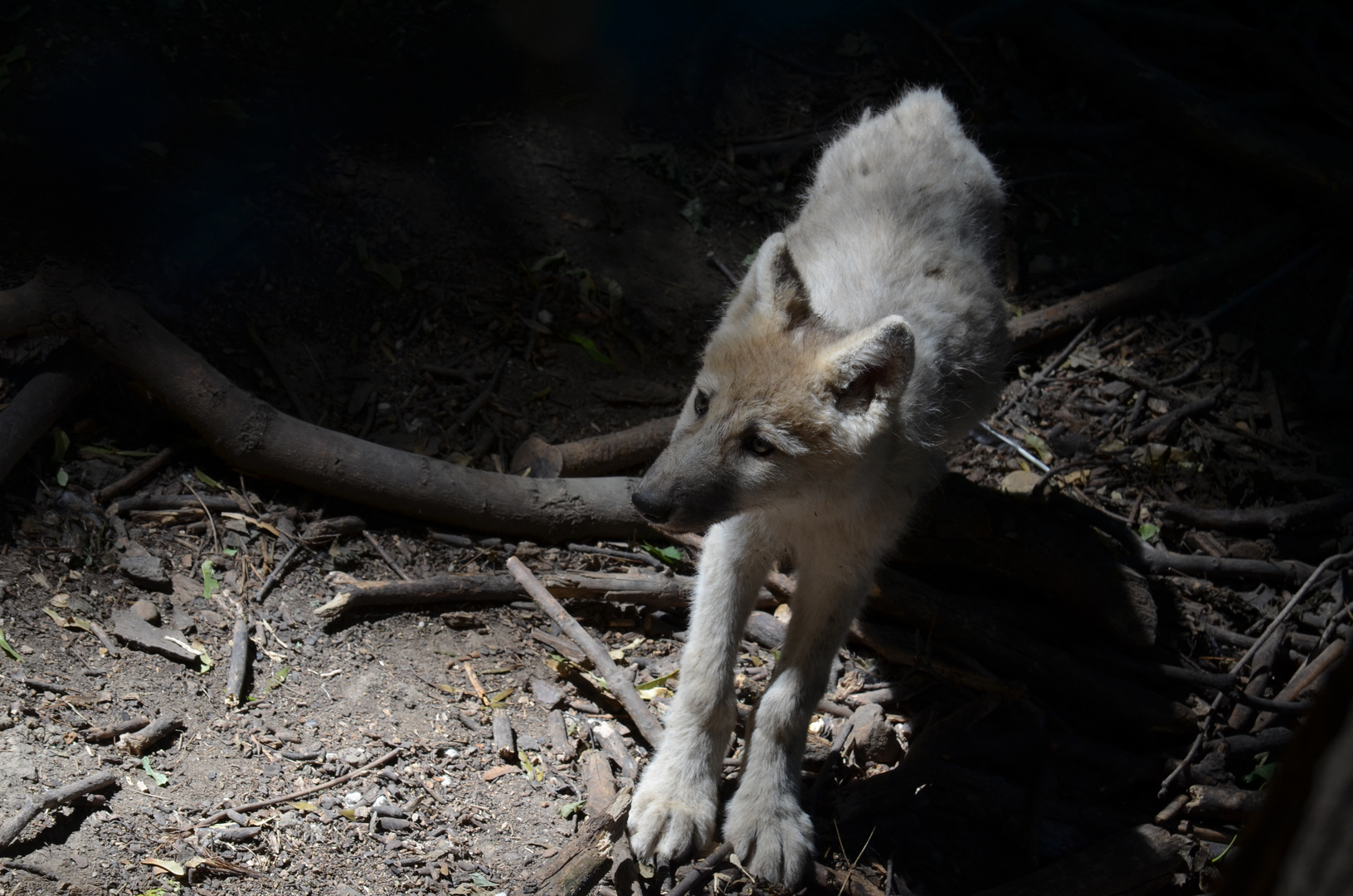 Polarwolf Nachwuchs