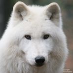 Polarwolf NANUK