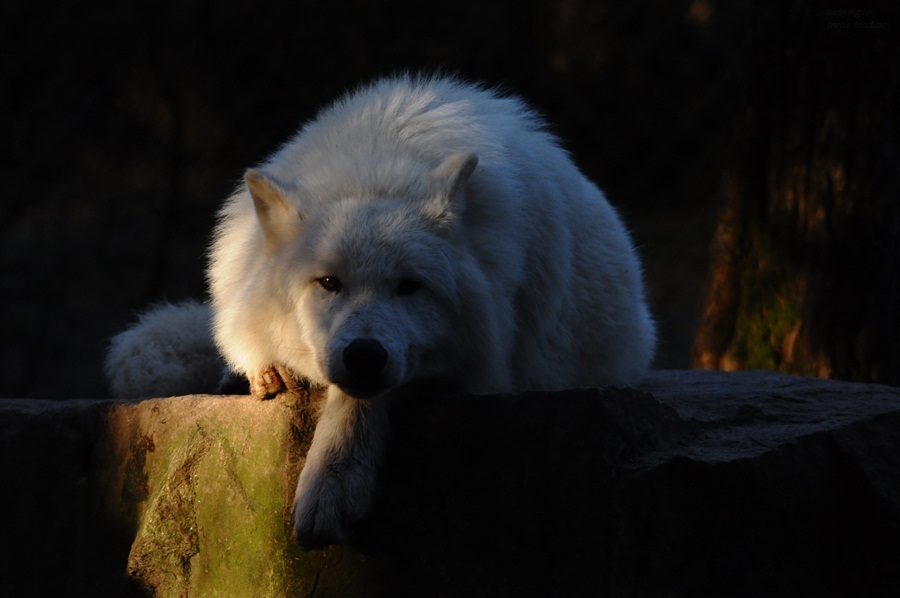 Polarwolf Nanuk ... im mystischen Licht !!!