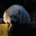 Polarwolf Nanuk ... im mystischen Licht !!!