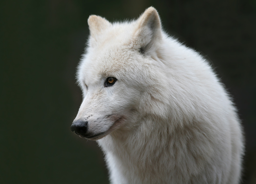 Polarwolf Portrait