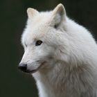 Polarwolf Portrait