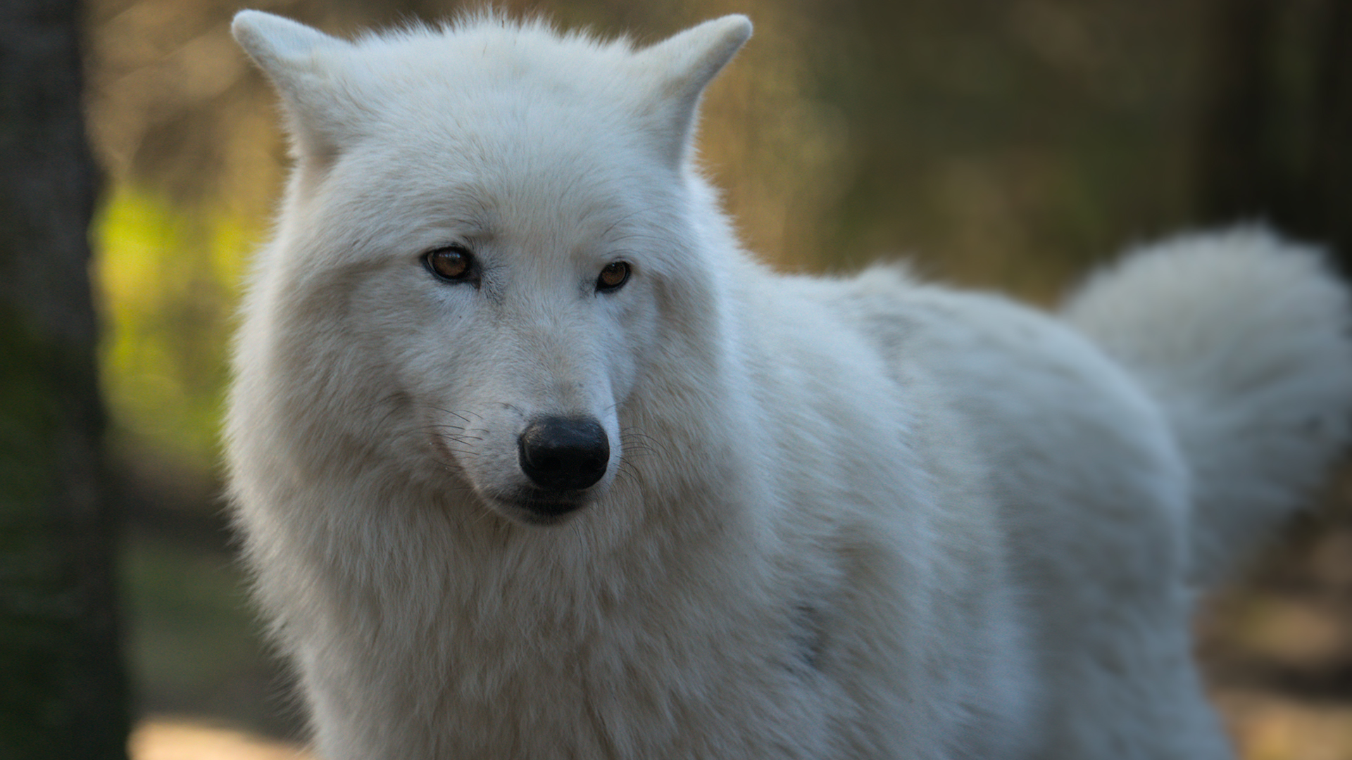 Polarwolf Portrait