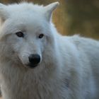 Polarwolf Portrait