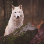 Polarwolf Rüde 