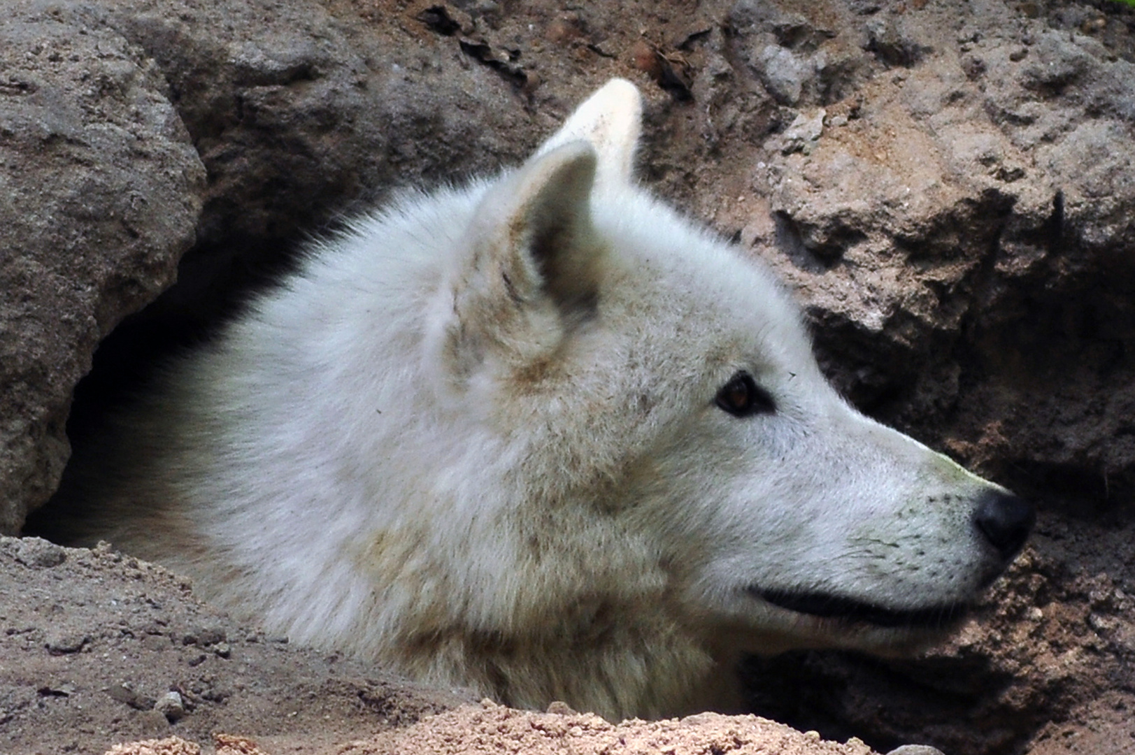 Polarwolf schaut aus der Höhle