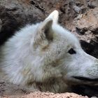 Polarwolf schaut aus der Höhle