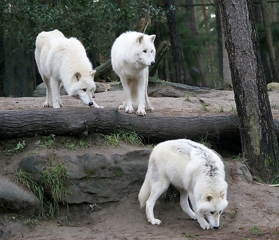 Polarwolf Trio...warten auf den ersten Schnee????