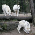 Polarwolf Trio...warten auf den ersten Schnee????