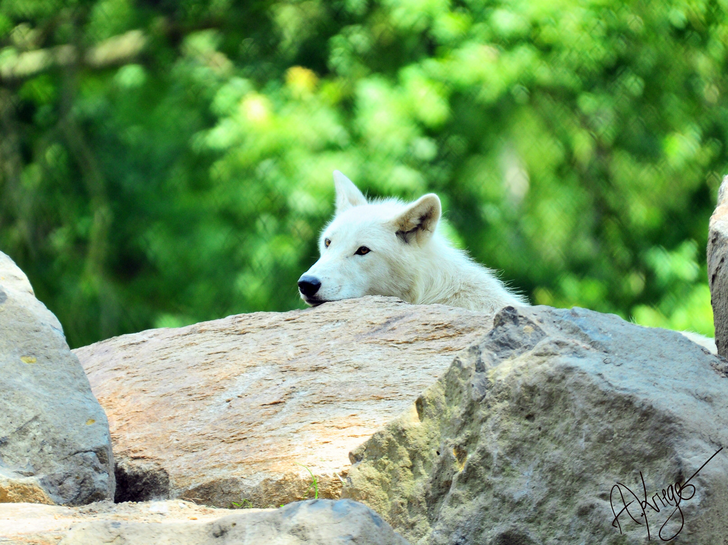 Polarwolf, Wildpark Alte Fasanerie, Hanau Klein-Auheim