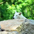 Polarwolf, Wildpark Alte Fasanerie, Hanau Klein-Auheim