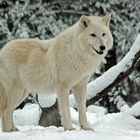 Polarwolf - Winter