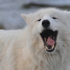 Polarwolf – Zähnchen
