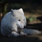 Polarwolf_2
