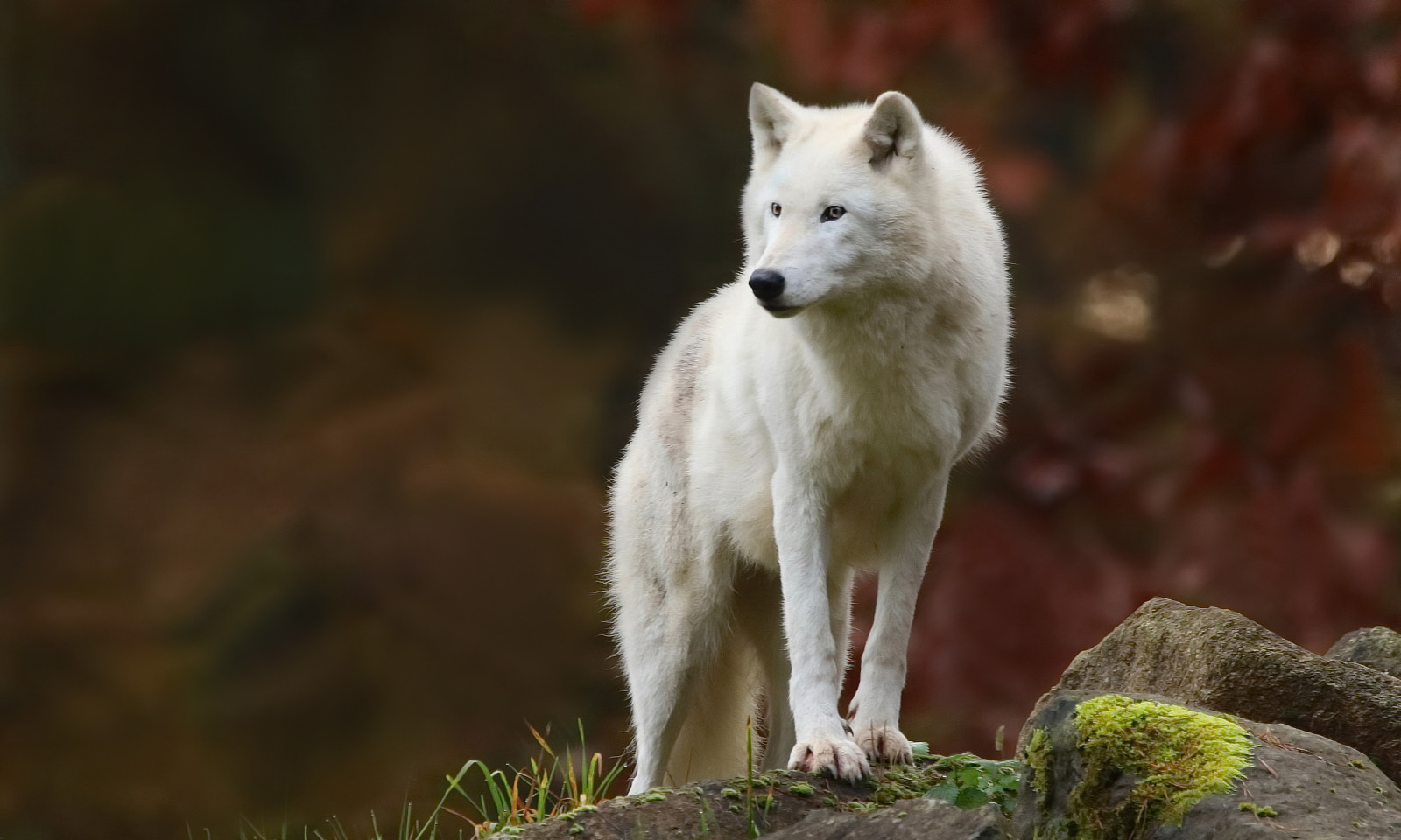 Polarwolfportrait