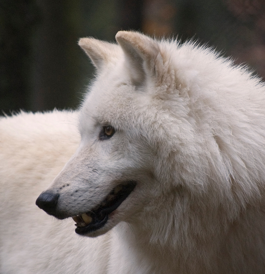 Polarwolfportrait