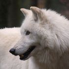 Polarwolfportrait