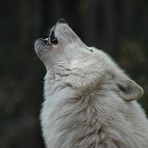 Polarwolfständchen