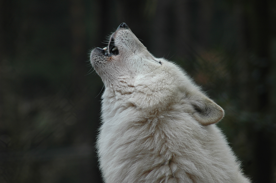 Polarwolfständchen