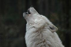 Polarwolfständchen