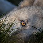 Polarwolfwelpe