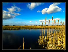 Polder