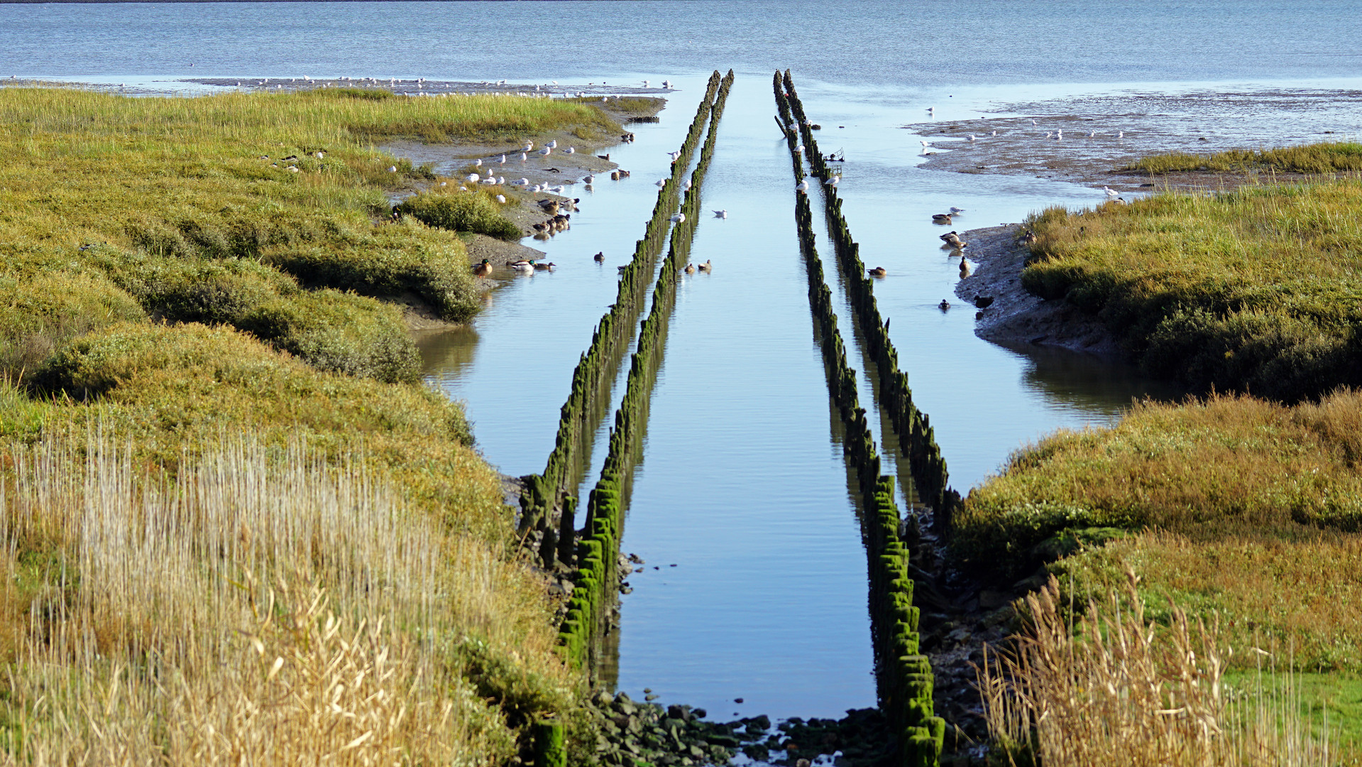 Polder