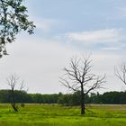 Polder der Mulde