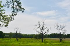 Polder der Mulde