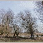 Polder im Januar