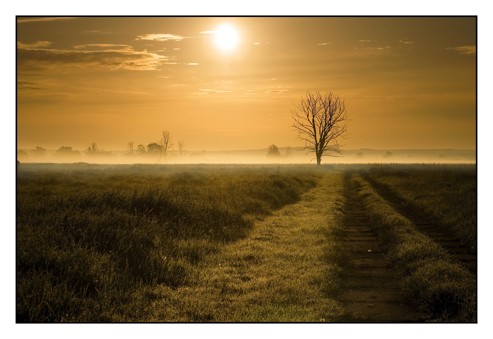 Polder im Morgennebel 2