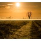 Polder im Morgennebel 2