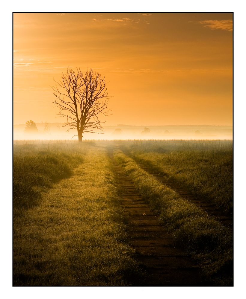 Polder im Morgennebel