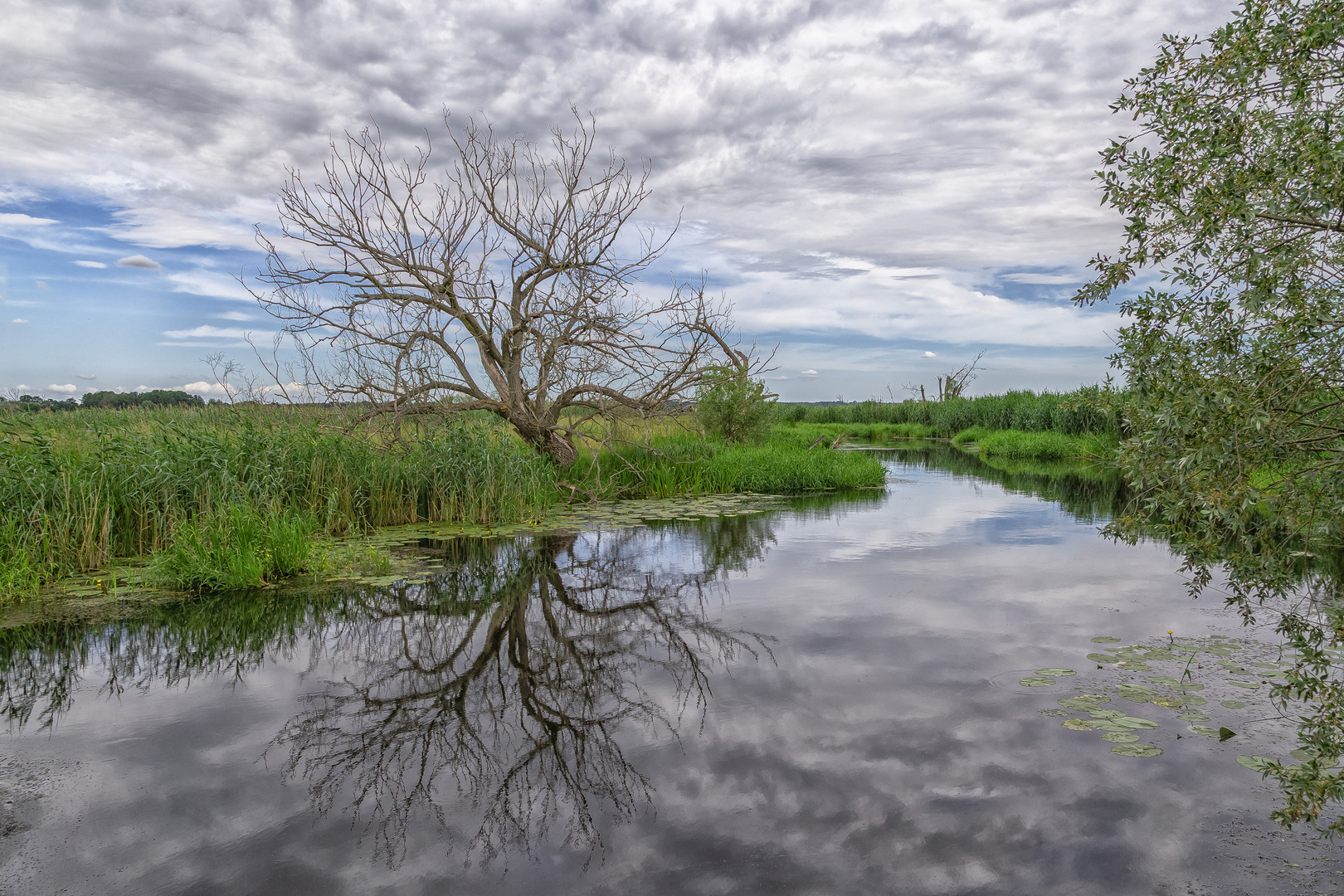 Polder im unteren Odertal