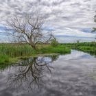 Polder im unteren Odertal