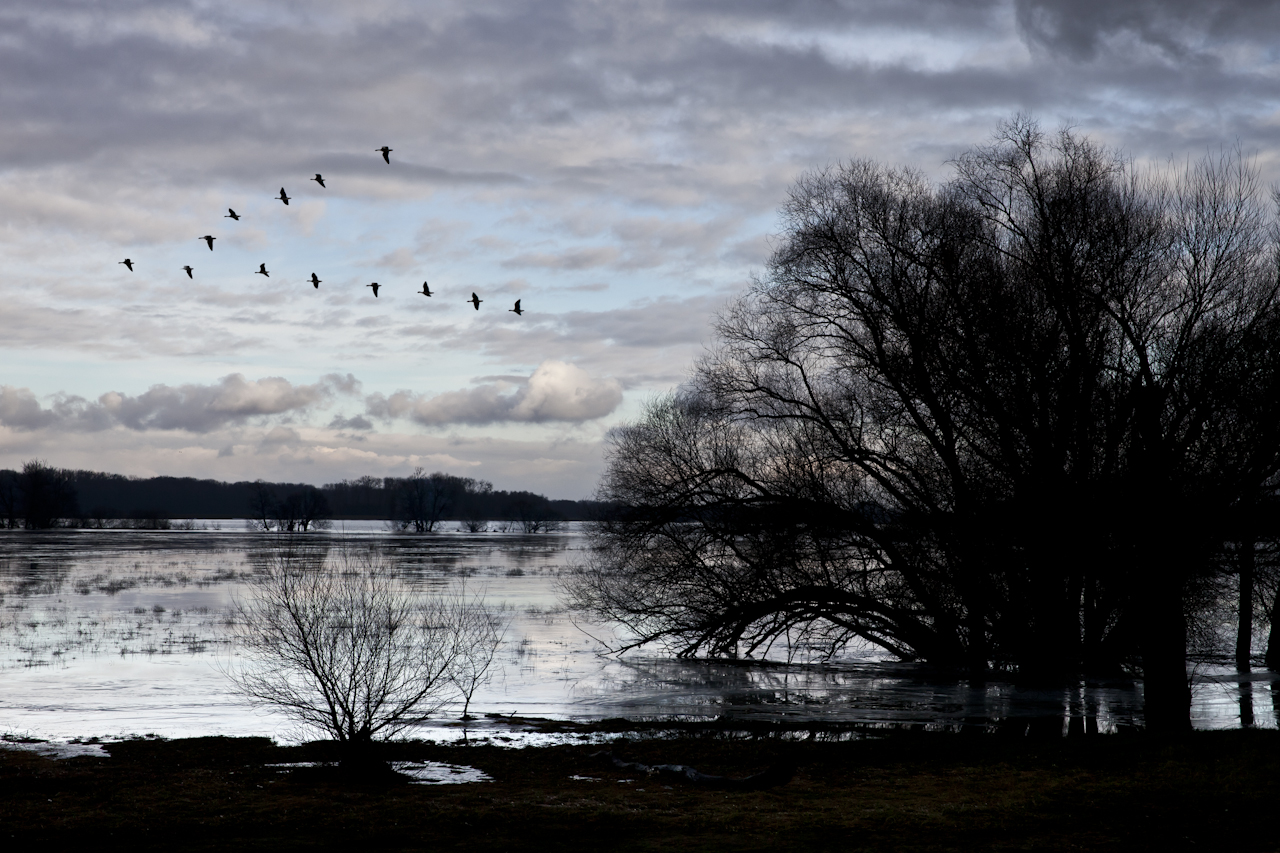 Polder im unteren Odertal II