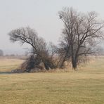 Polderlandschaft bei Criewen.......