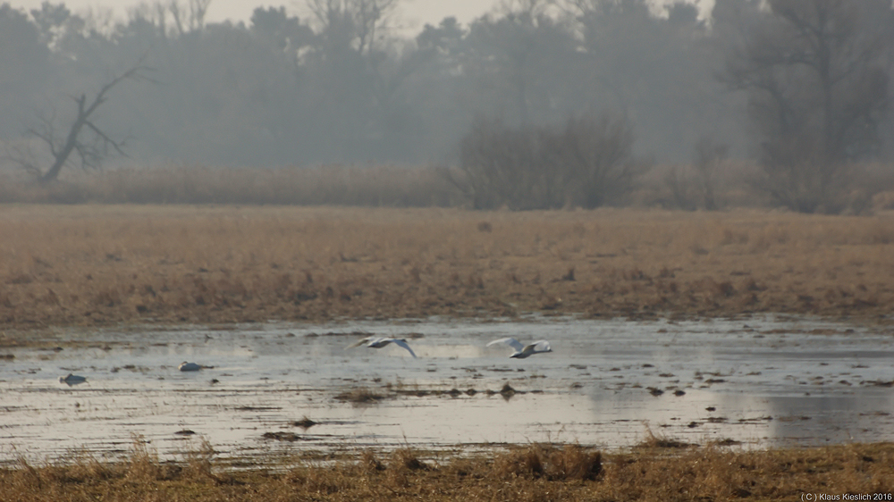 Polderlandschaft bei Criewen......