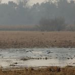 Polderlandschaft bei Criewen......