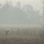 Polderlandschaft bei Criewen......,