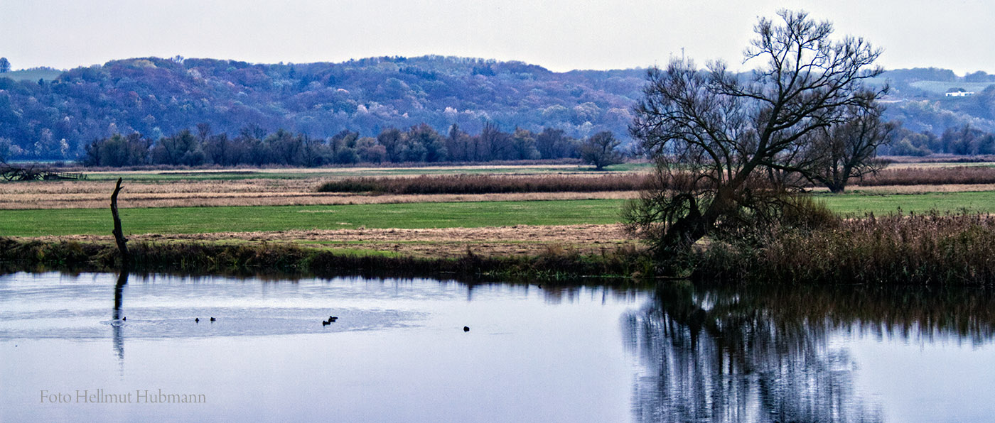 POLDERLANDSCHAFT BEI SCHWEDT/ODER