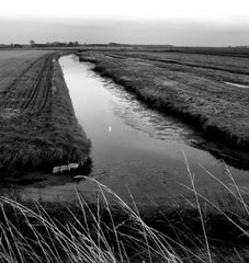 Polderlandschaft