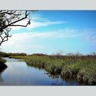 ... Polderlandschaft in Nord- Holland ...