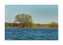 Polderwiesen near Schwedt / Oder