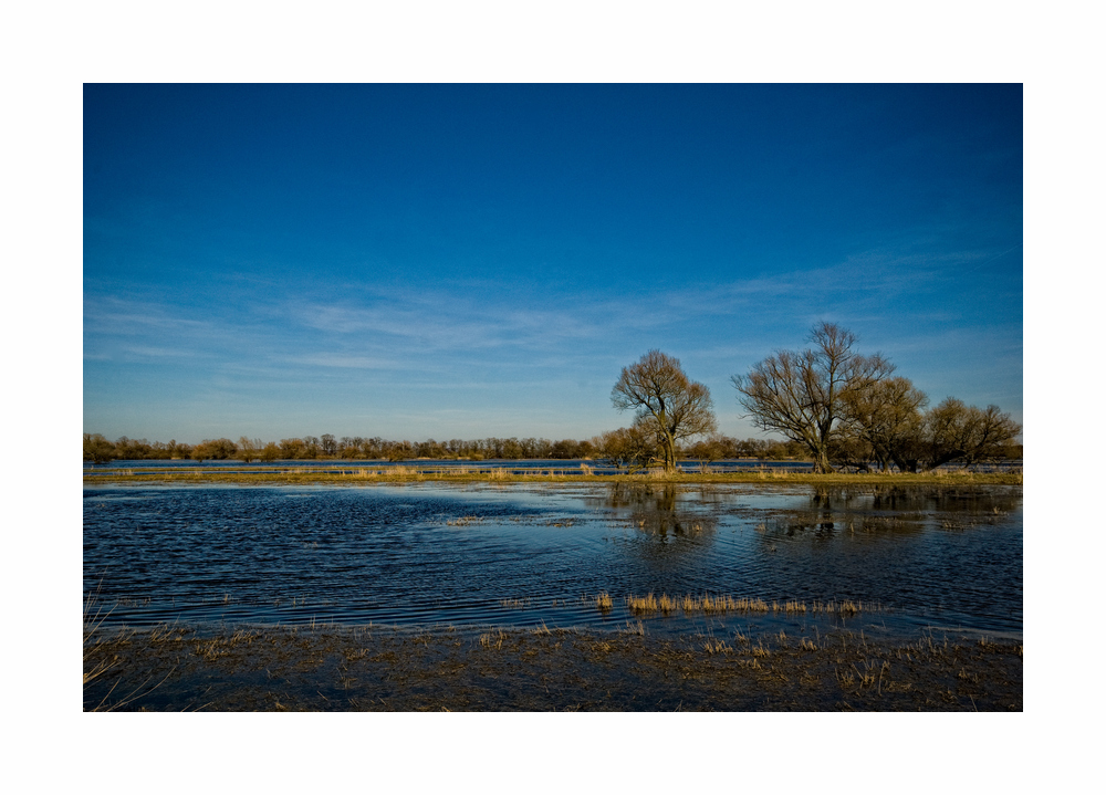 Polderwiesen near Schwedt / Oder II